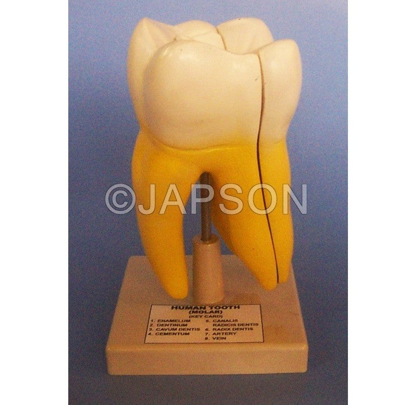 Human Teeth Model, Lower Molar with One Root Human Teeth Model, Lower Molar with One Root